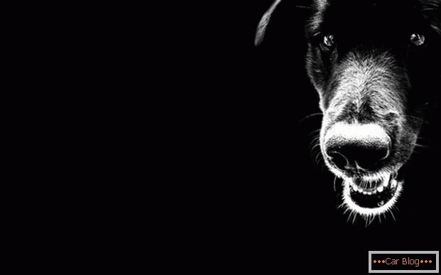 Schwarzer Hund auf der Straße - ein schlechtes Omen