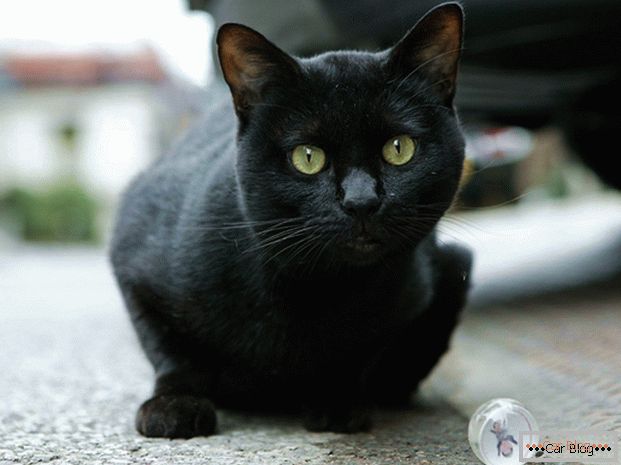 Schwarze Katze auf der Straße - zum Unfall